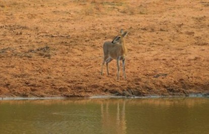 Gray duiker
