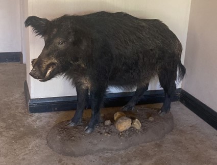 A fully mounted pig