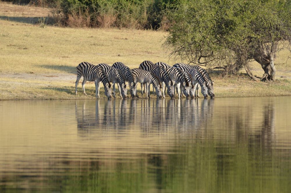 Herd of zebras drinking at a water hole.