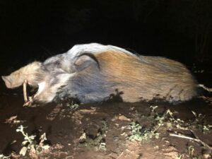 Image of a dead bushpig that was hunted.