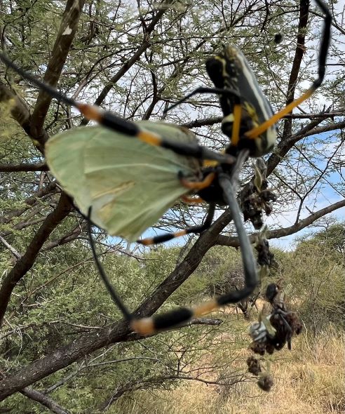 Golden orb spider eating butterfly