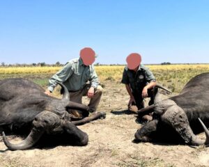 Cape Buffalo