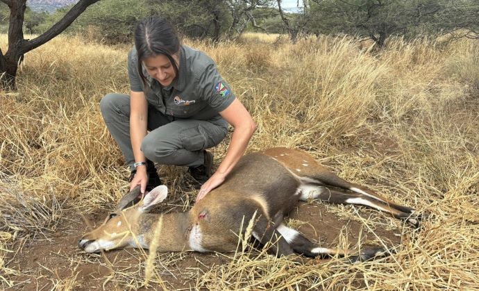 Bushbuck