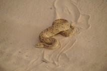 Puff adder snake