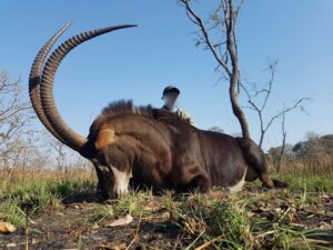 Sable Hunting 