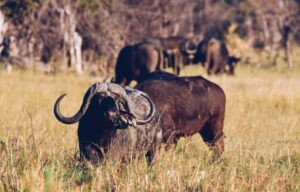 buffalo