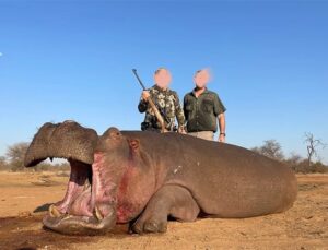 hippo