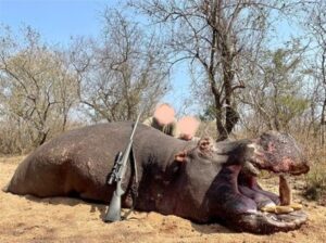 HIPPO