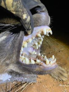 Hyena close up