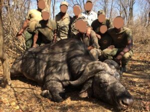 CAPE BUFFALO