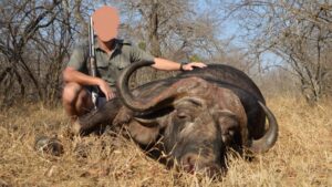 Cape buffalo