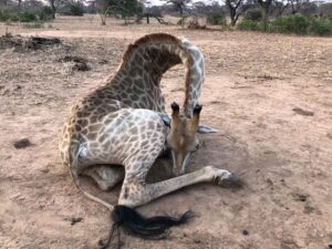 GIRAFFE