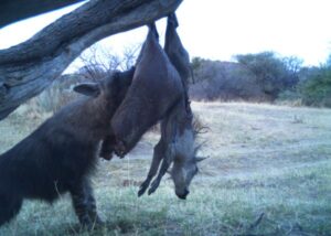 HYENA BAITING