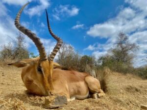 Impala Hunting