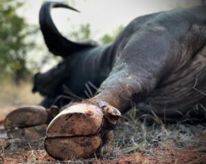 Cape buffalo
