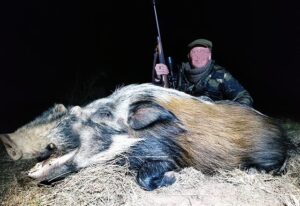 Bushpig Hunting