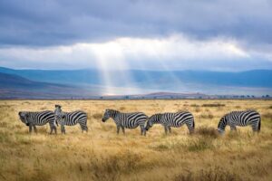 zebra-in-Tanzania-800x600.jpg