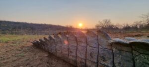 Crocodile Hunting Sunset