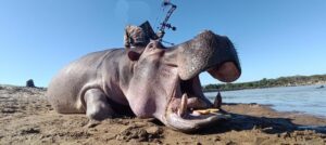 Hippo hunting with a bow