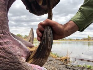 Hippo Hunting