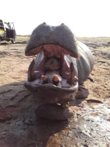 hippo