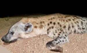 hyena