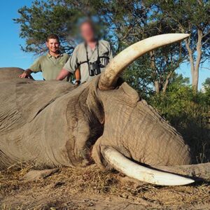 Elephant hunting in Zimbabwe