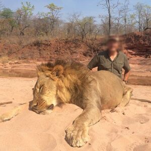Lion Hunting in Zimbabwe