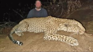 Leopard Hunting