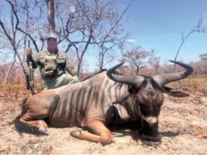 Niassa wildebeest hunt