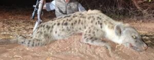 Spotted Hyena Hunt