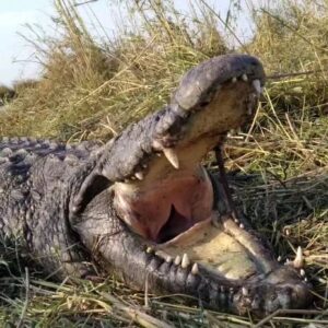 Crocodile Hunting