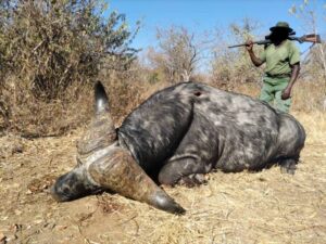 Image: https://gamehuntingsafaris.com/wp-content/uploads/2025/04/Buffalo-9-300x225.jpg