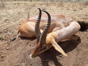 Chandlers Mountain Reedbuck 