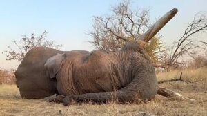 Elephant Hunting 