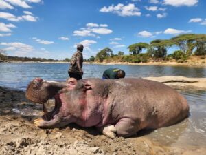 Image: https://gamehuntingsafaris.com/wp-content/uploads/2025/04/Hippo-2-3-300x225.jpg hippo in Tanzania, Bullseye Safaris