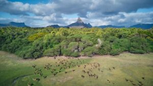 deer in the wild in Mauritius