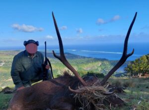 Rusa Deer