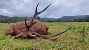 Rusa Deer