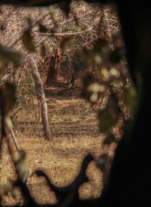 Leopard Blind inside view